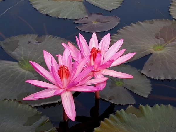 Projets… de Vie bien sûr&nbsp;!