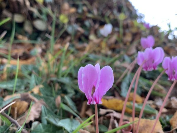 Annoncer avec bienveillance une bonne et heureuse année&nbsp;2026