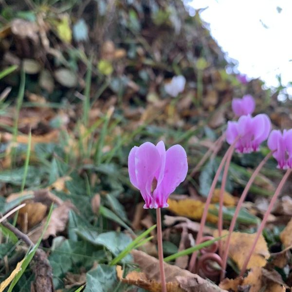 Annoncer avec bienveillance une bonne et heureuse année&nbsp;2026