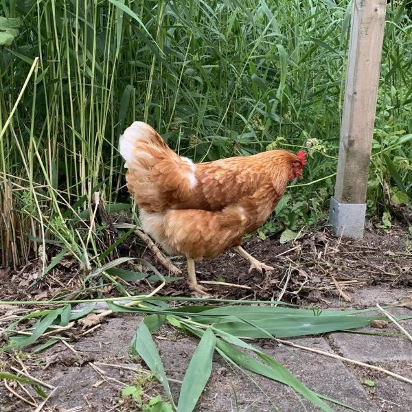LA NOUVELLE ANNÉE ET LES VOEUX DE&nbsp;BONHEUR