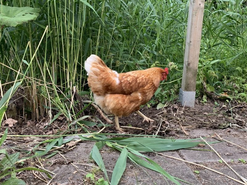 LA NOUVELLE ANNÉE ET LES VOEUX DE&nbsp;BONHEUR